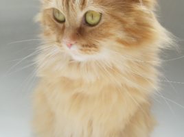 Ginger FLÖÖF, orange fluffy cat photo, cute Siberian cat pic